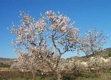 Mandelblüte
